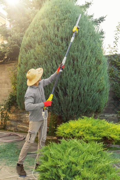 Best Lawn Watering Services  in Safford, AZ